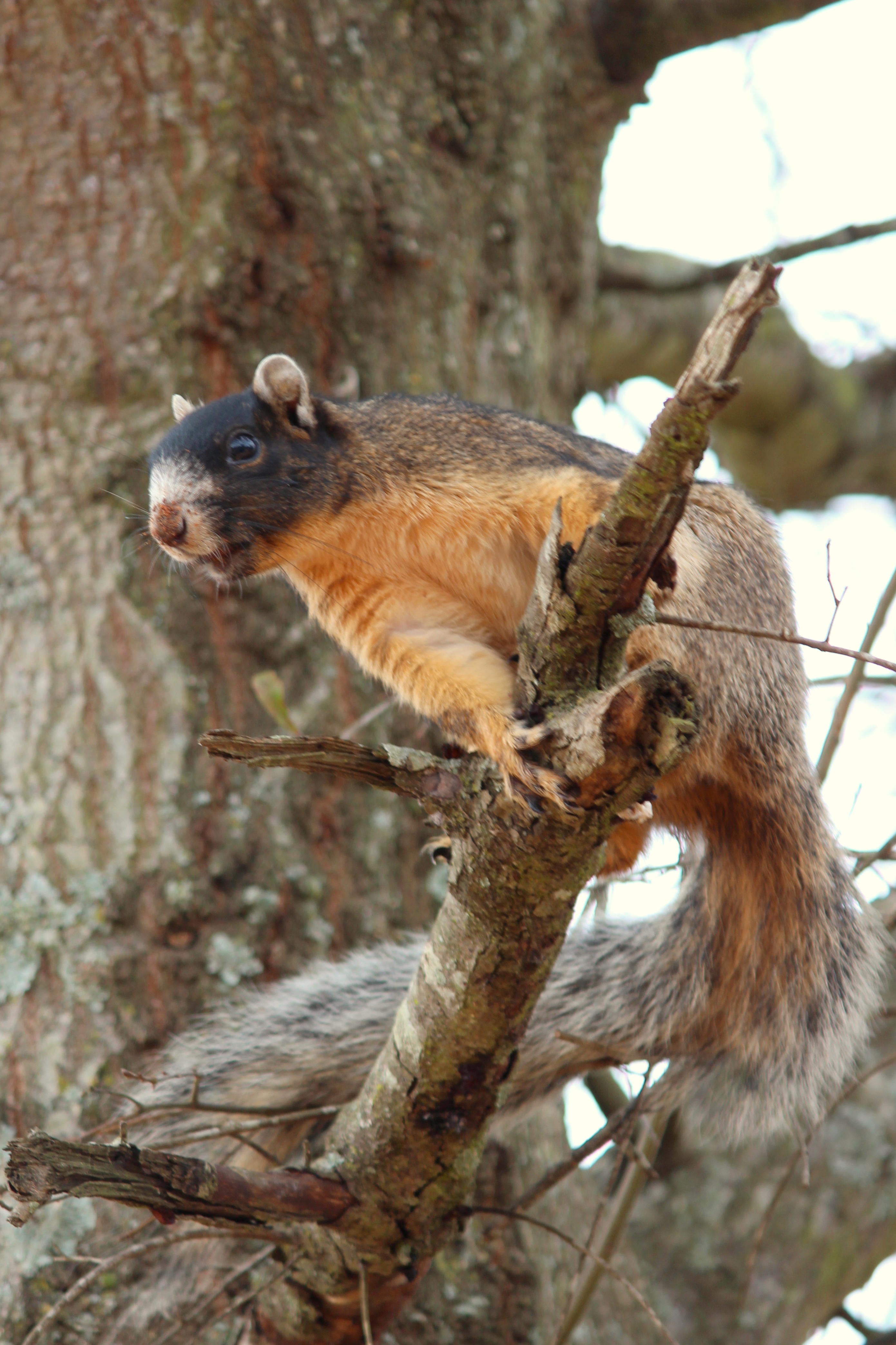 Buff Squirrel